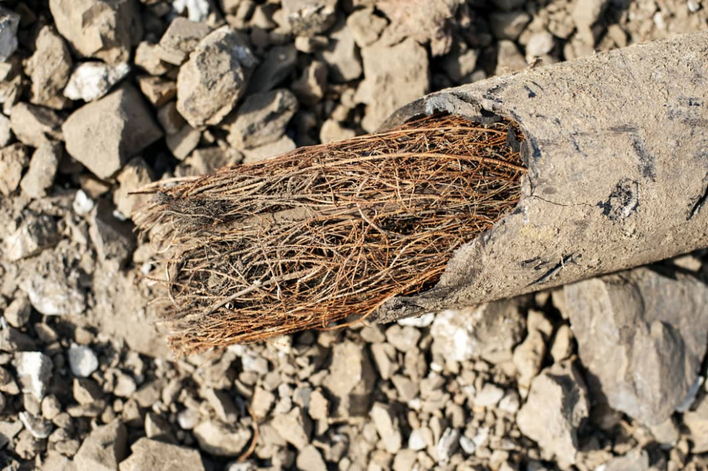 How Fast Do Tree Roots Grow In Sewer Pipes - Heartland Inspections